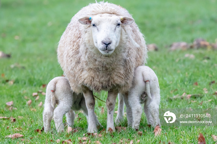 twin lambs feeding of mother ewe