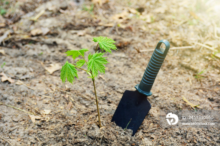 Arbor day - planting a young seedling tree and garden supplies tools.