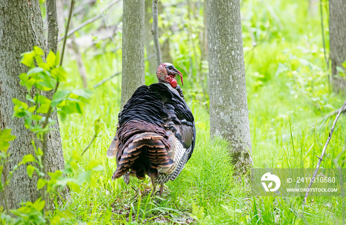 Wild Turkey male strutting