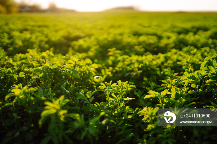 Green field of lucerne (Medicago sativa). Field of fresh grass growing. Agriculture, organic gardening, planting or ecology concept.