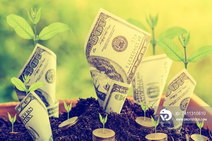 Us dollars and gold coin with plant grow from the ground Box ; investment concept