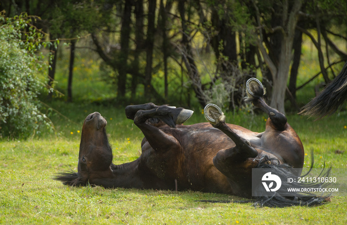 horse rolling in grass with all four feet in the air horse with shoes on rolling to scratch back or signs of pain with colic horizontal format room for type trees in background horse health