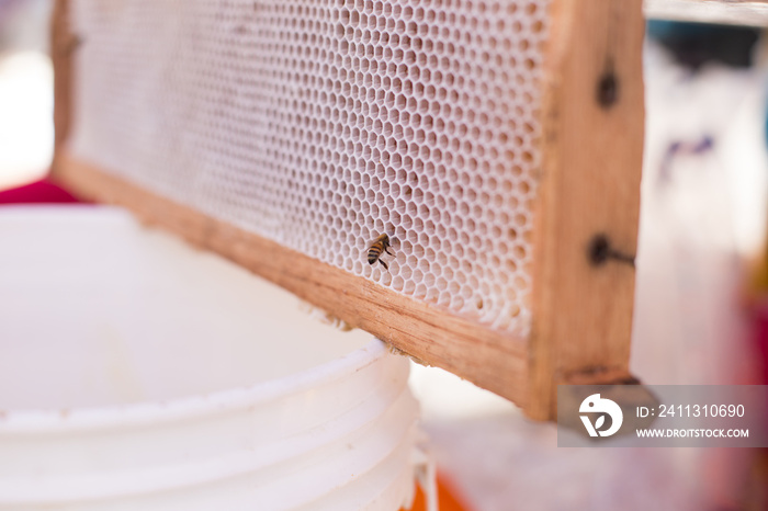 Abejas tomando miel de un panal en una feria. Concepto de ferias y tradiciones.