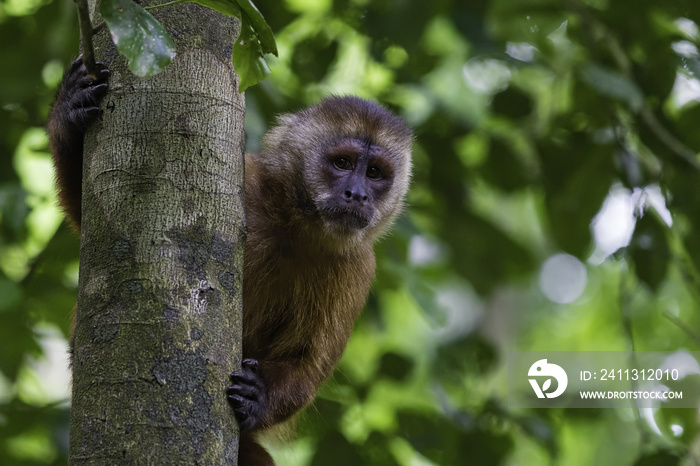 Capuchin monkey behind the tree on Monkey Island Reserve on Madre de Dios in Peru