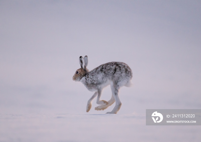 Hare on a field