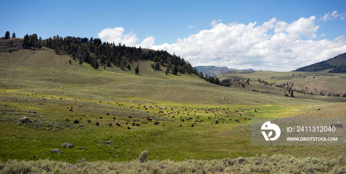 Buffalo Herd Lamar Valley Yellowstone National Park Bison
