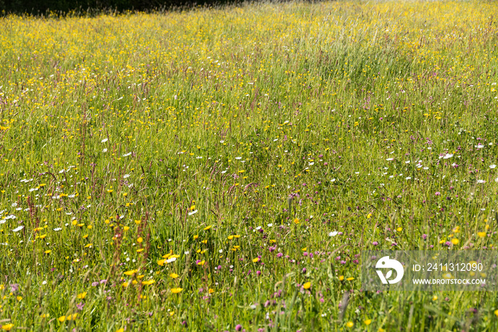 Insektenschutz durch naturbelassene Wiesenblumen