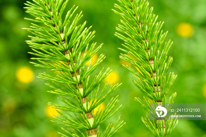 Horsetail. Equisetum arvense.