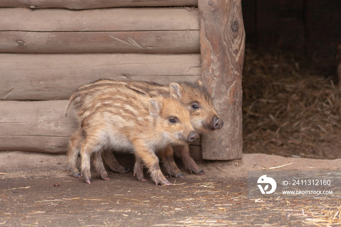 Junge Wildschwein-Frischlinge spielen ausgelassen