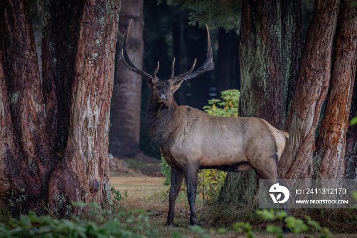 California bull elk standing between cedar trees