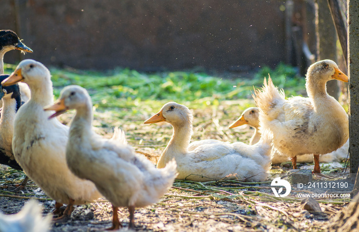 little  White duck Mulard Mulard  sitting in the green grass soil. drink water