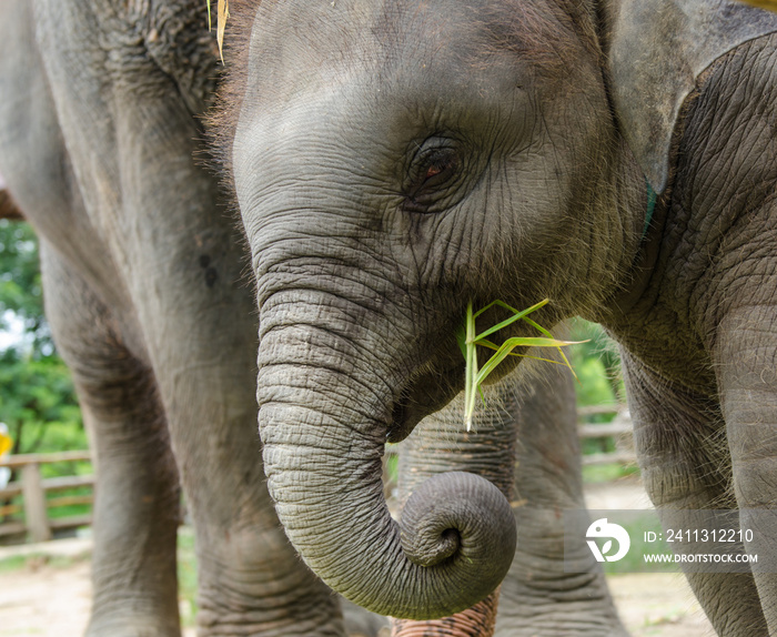 Asian baby elephant.