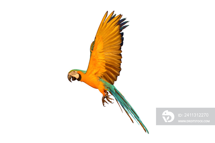 Macaw parrot flying isolated on white background