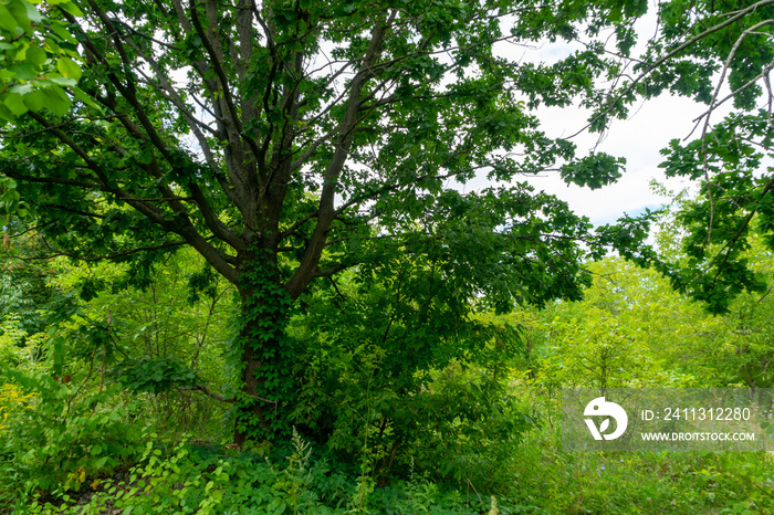 A tree with green leaves entwined with wild grapes from an abandoned garden