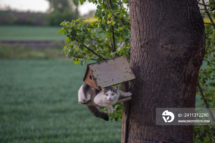 wild cat hunting on tree wooden house