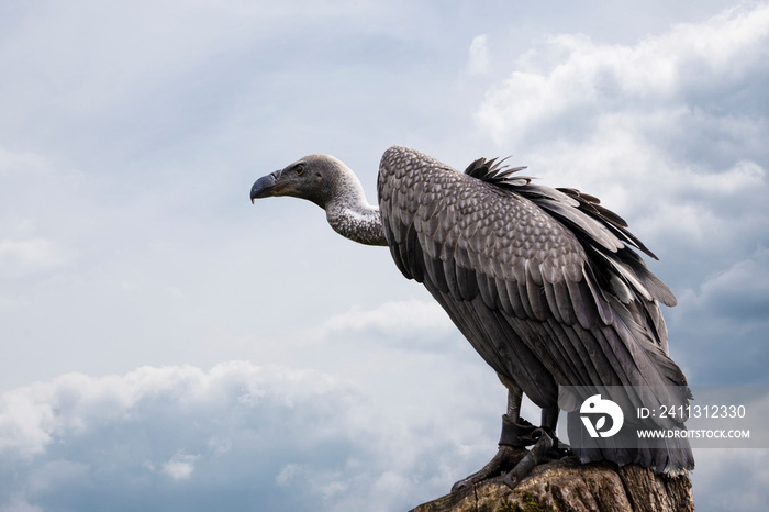 Portrait of a griffon vulture Gyps fulvus sitting on a tree stump