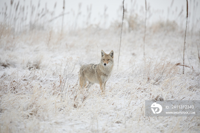 Snowstorm Coyote