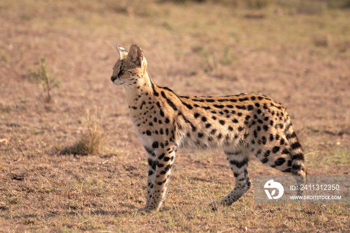 A beautiful rare serval cat stands in a clearing searching for prey.  Image taken in the Maasai Mara, Kenya.