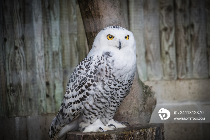 snowy owl on a branch