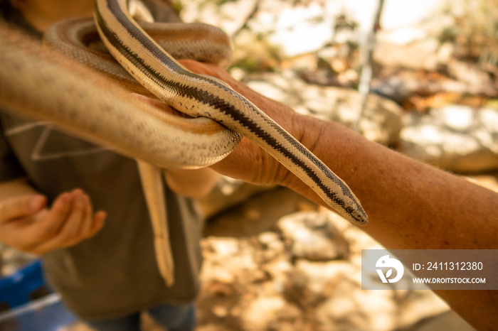 A Pet Clinic where Animals Get Care with a Snake Being Held