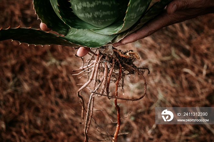 manos sosteniendo raices de aloe vera sobre fondo de un bosque