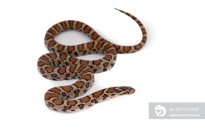 Eastern Milk Snake (Lampropeltis triangulum triangulum)