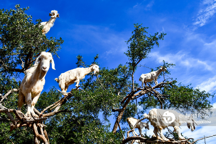 Argan trees and the goats on the way between Marrakesh and Essaouira in Morocco