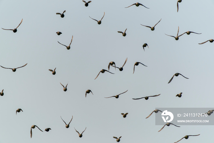 Beautiful large flock of starlings. A flock of starlings birds fly in the Netherlands. Starling murmurations.