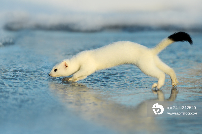 Mustela erminea like a state in winter snow, Weasel. Ermine