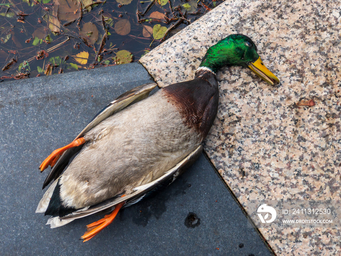 Dead duck on marble border