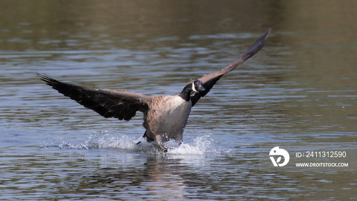 Canada goose landing on water