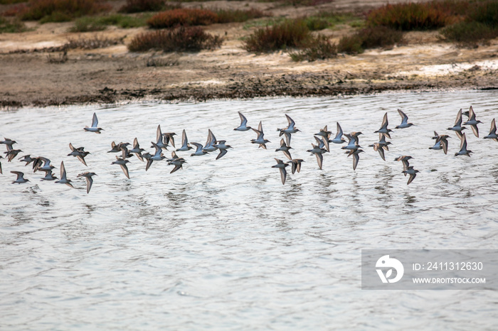 A Flock of Sand Pipers Flying over the Eel River Wetlands Preserve Estuary near Eureka, California, as a Flock low over the Water