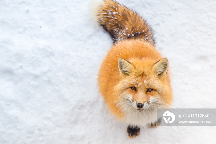 Brown Fox was sleeping and walking on snow ground so cute but feral. There are too many foxes with hungry face in fox village