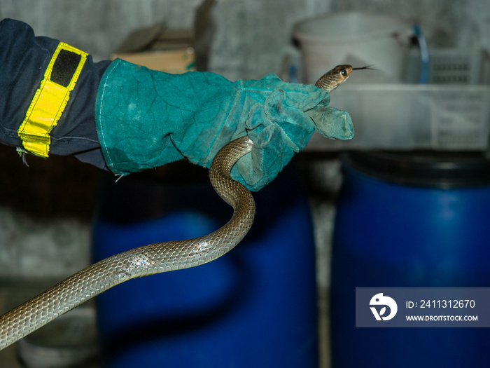 A man catch a ratsnake in resident by leaher safety glove