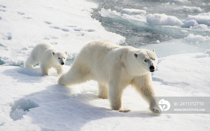 Polar Bear mother and Cub on the diminishing arctic icecap as they cope with climate changes