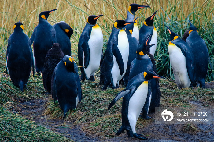 Big King Penguins Colony in the Parque Pinguino Rey near Porvenir, Tierra del Fuego, Chile