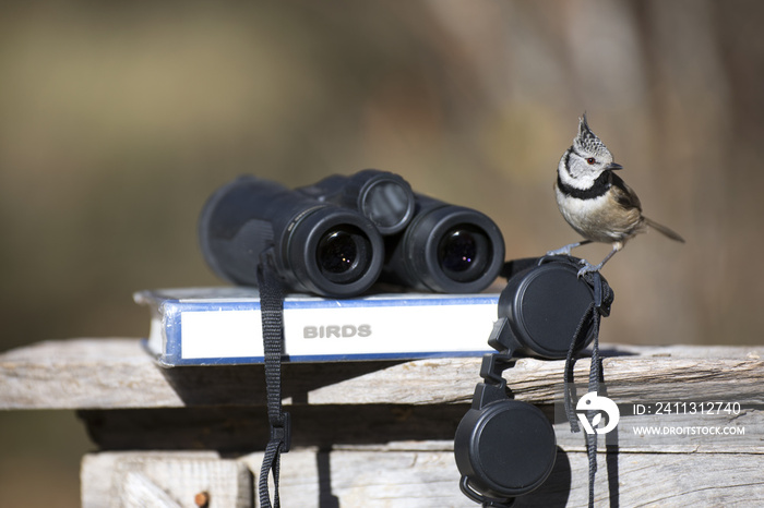 Tit bird with binoculars and ornithology field guide