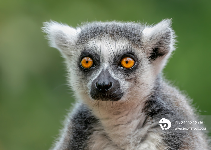 Portret of a ring tailed lemur (Lemur catta). Apenheul in the Netherlands, Europe.