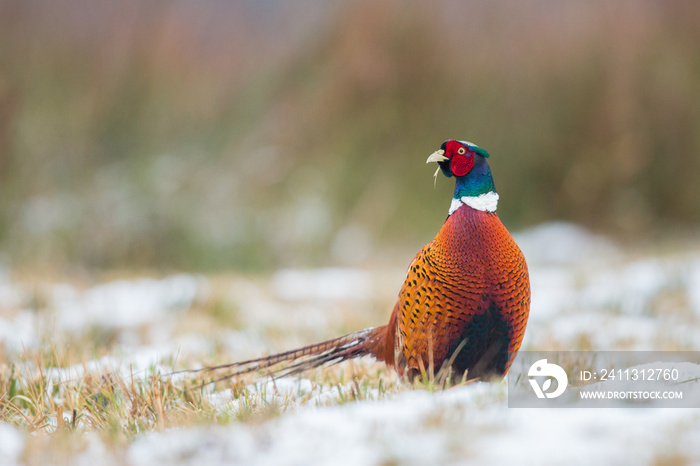 Birds - Common Pheasant (Phasianus colchicus) male - cock