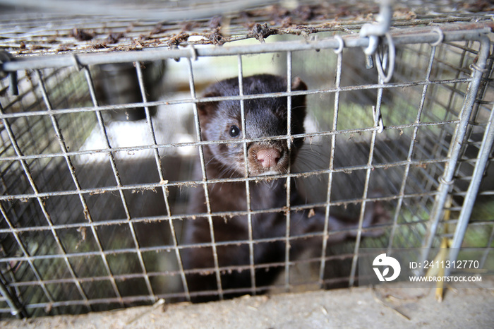 European mink cage grown on a farm for fur. Lithuania