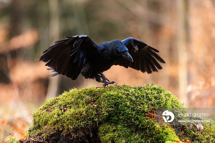 common raven (Corvus corax) landed on the moss