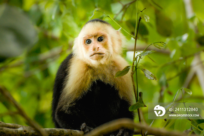 A capuchin Monkey in the green jungle of San Antonio National Park in Costa-Rica