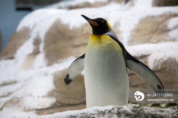 A king penguin flapping its wings.