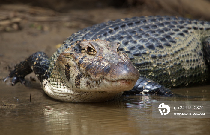 Closeup head on portrait of Black Caiman (Melanosuchus niger) entering water from riverbank focus on eye, Bolivia