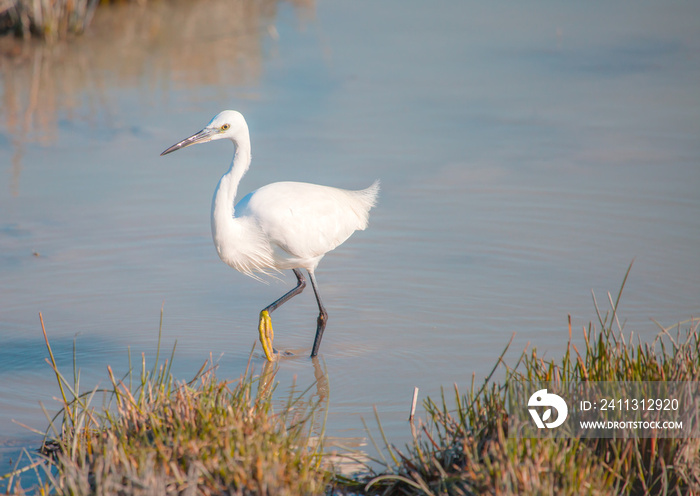 Great Egret (Ardea alba) feeding in natural area