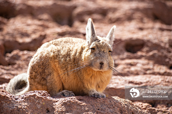 Cute wild chinchilla (vizcacha) at Bolivian Altiplano desert, Uyuni, Bolivia