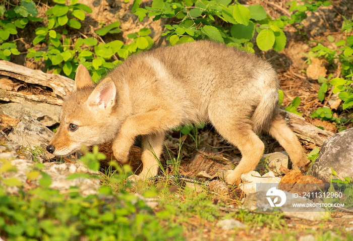 Coyote Pups