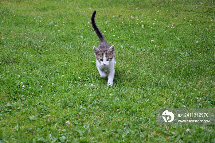 Little cat walking on the grss