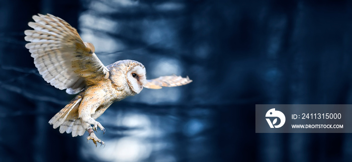 Beautiful flying barn owl bird in dark forest wide banner or panorama photo