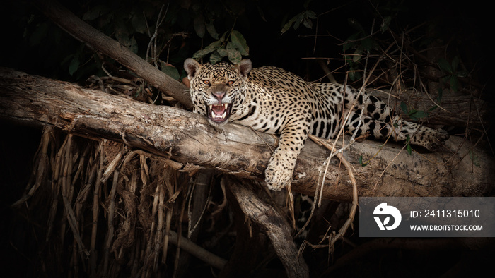 American jaguar on a tree trunk in the darkness of brazilian jungle. Panthera onca. Wild brasil. Brasilian wildlife. Pantanal. Green jungle. Big cats and dark background.